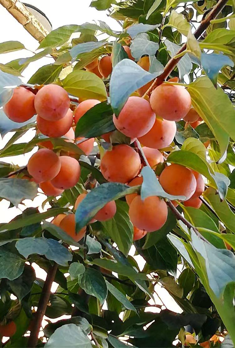 新航果树