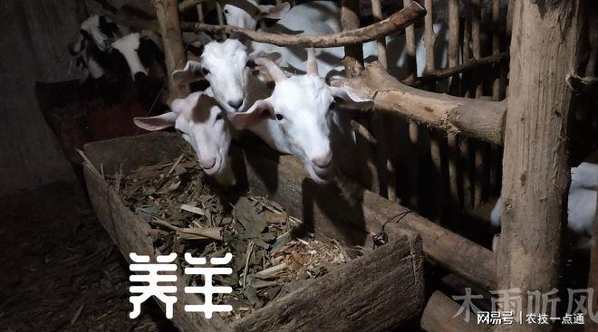 羊粪适合种植新航花卉吗，如何使用，让新航花卉生长得更健壮