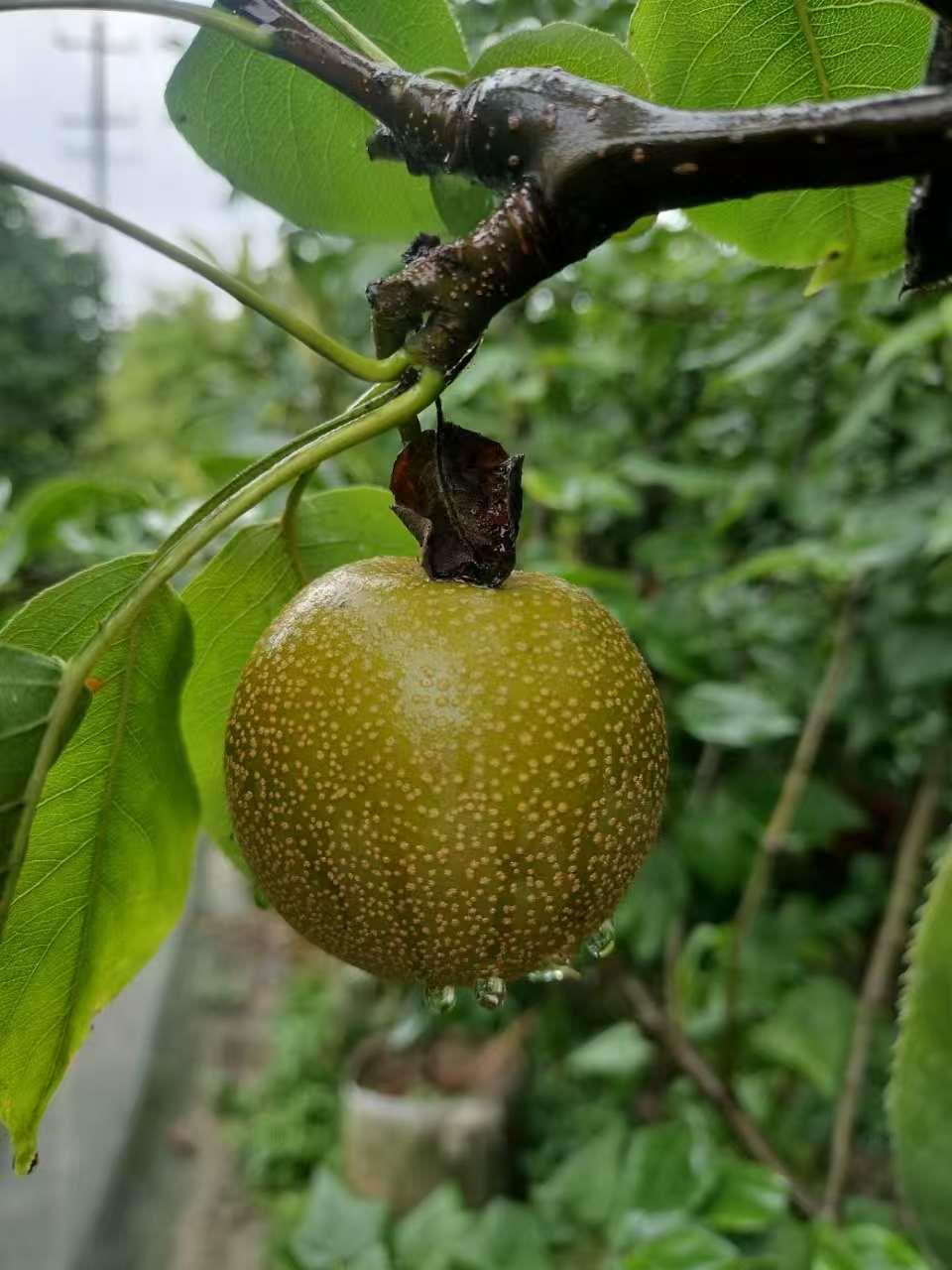 新航果树