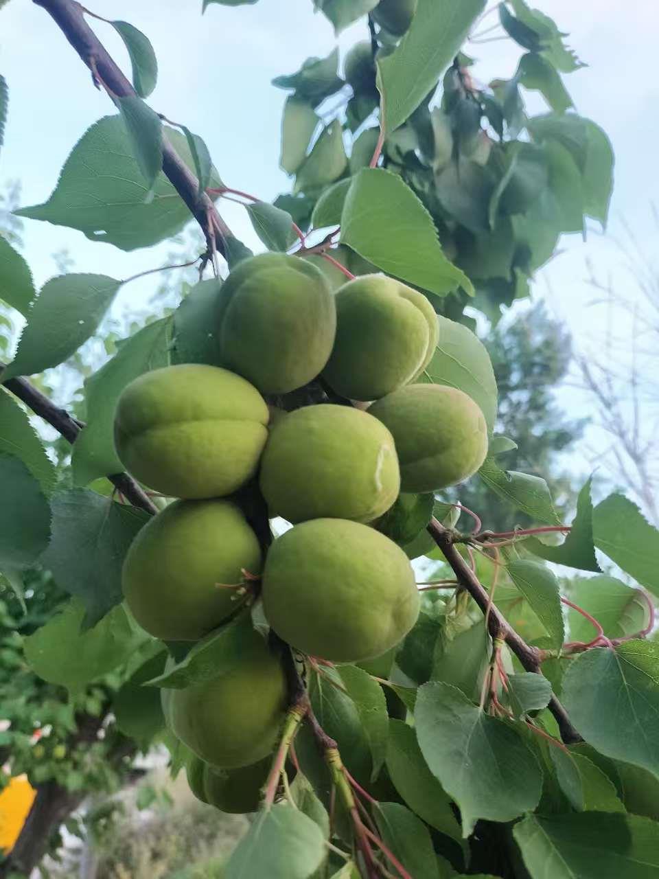 新航果树