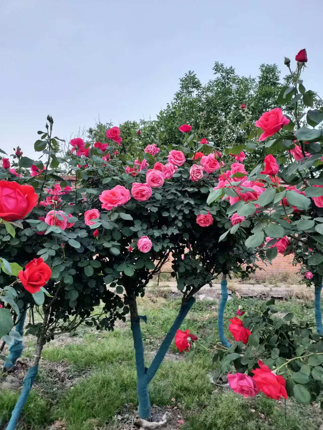 新航娱乐 26e6f
