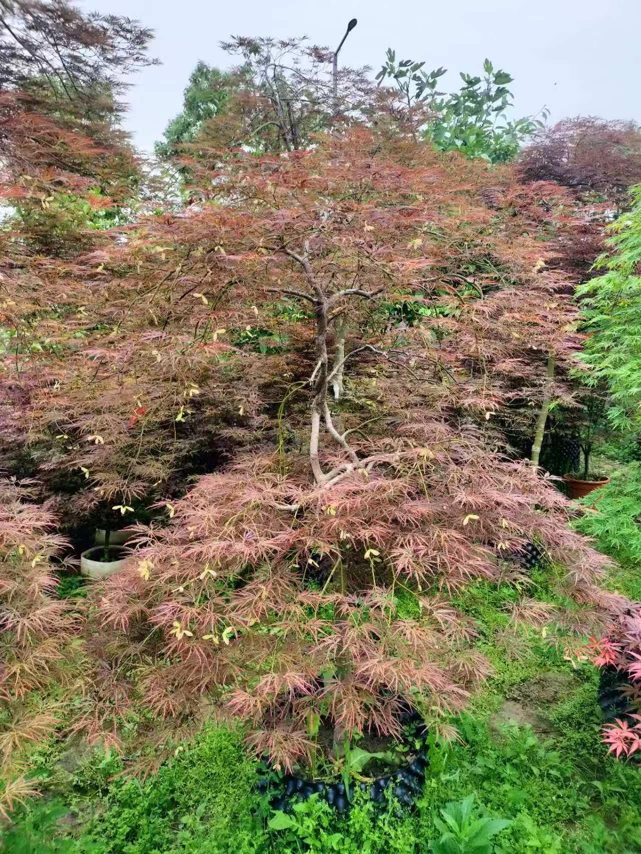 鸡爪槭