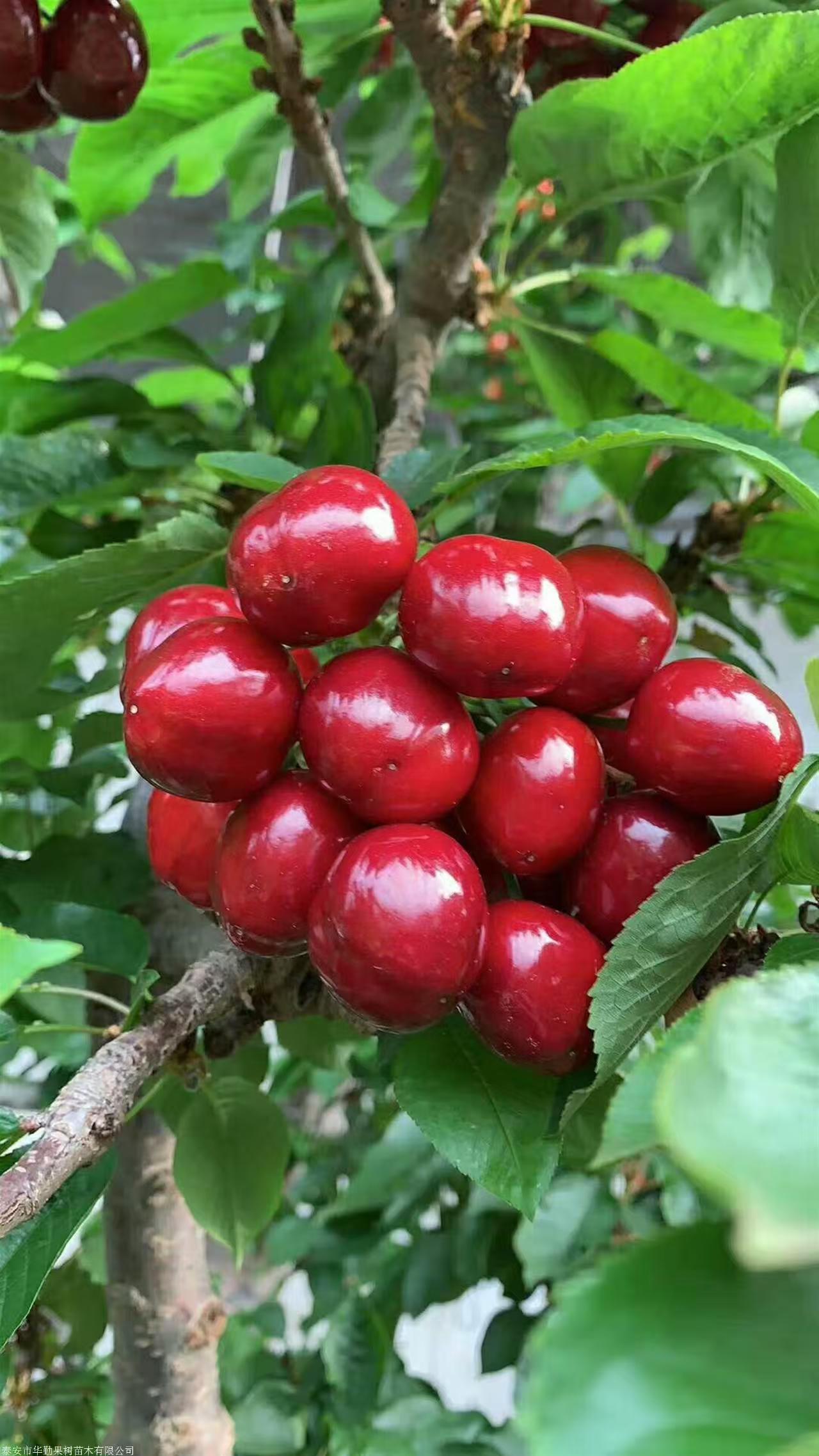 新航果树
