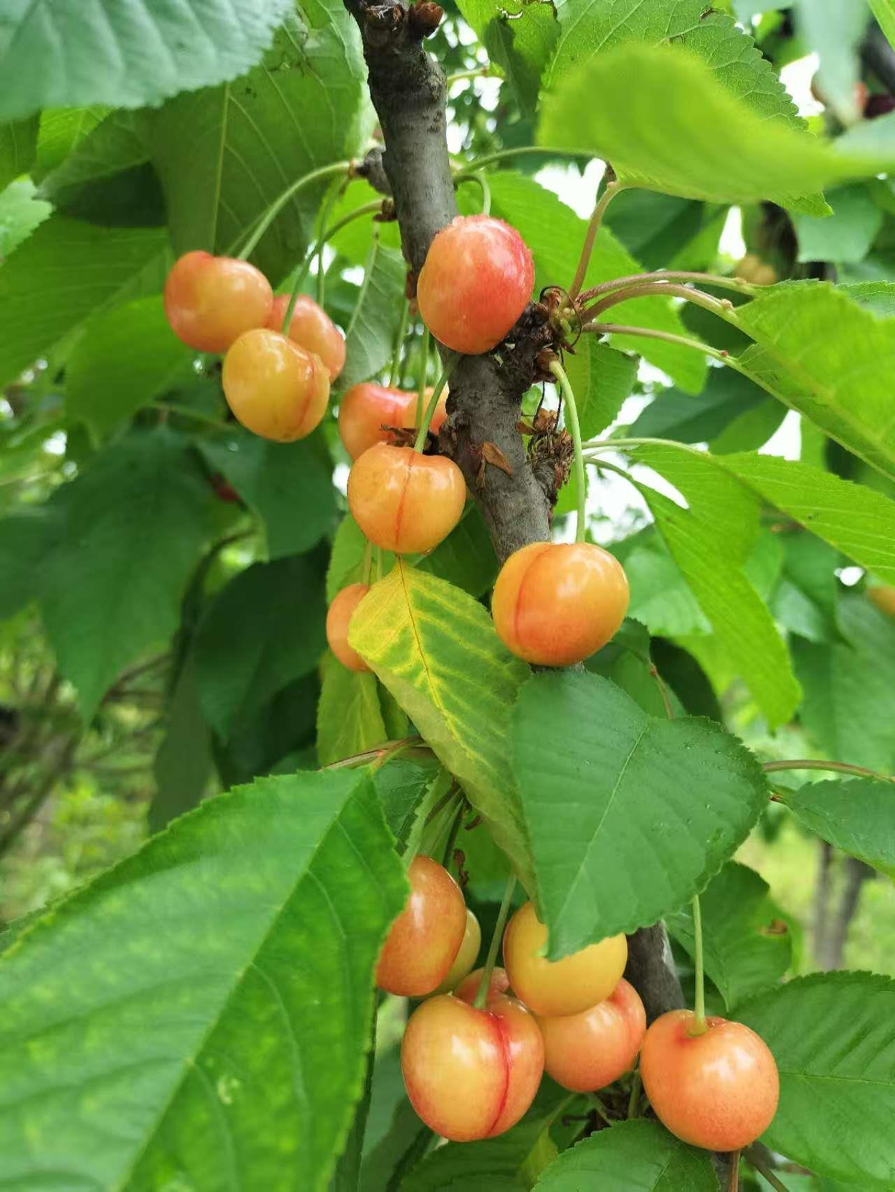 新航果树