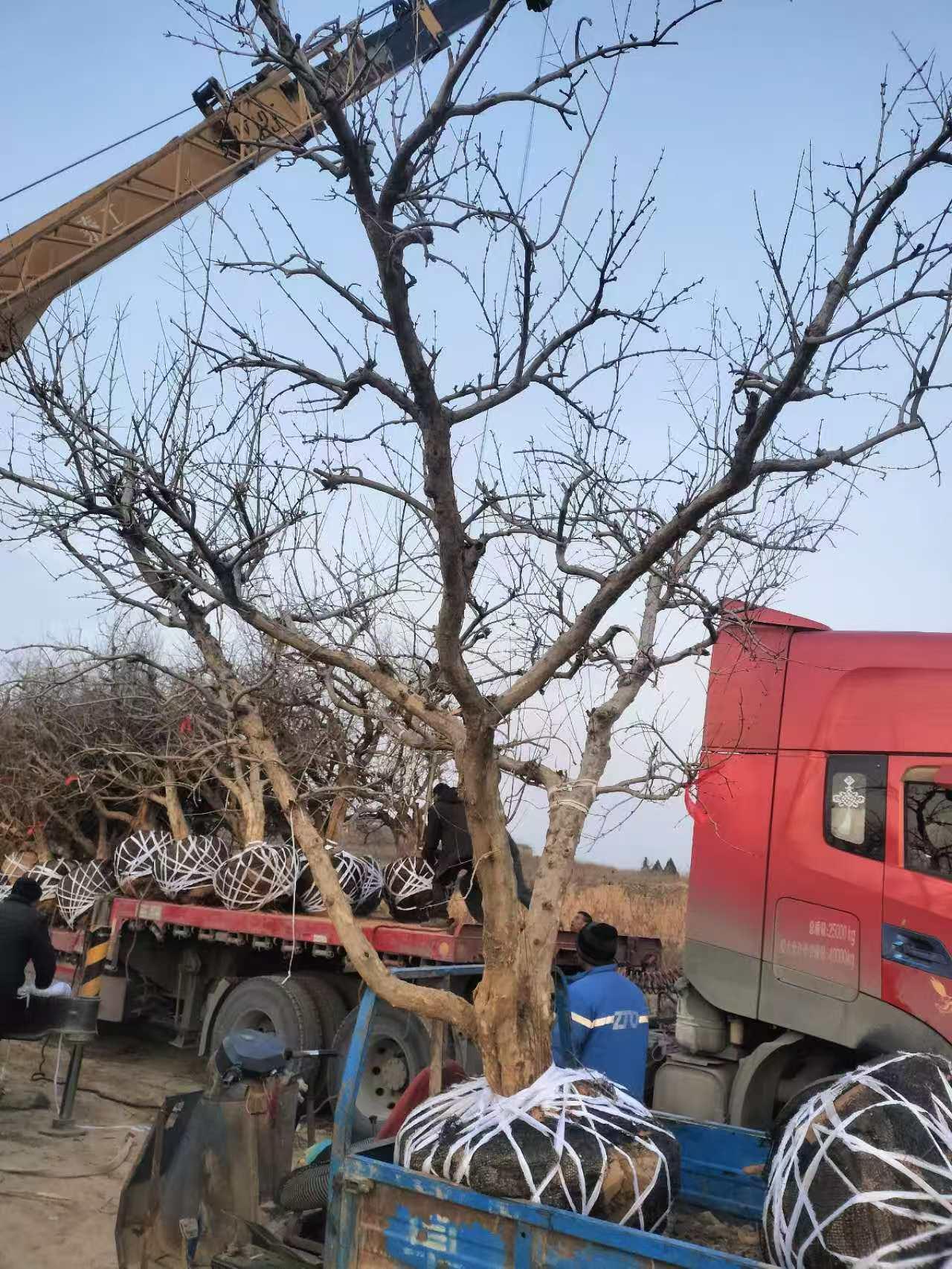 绿植
