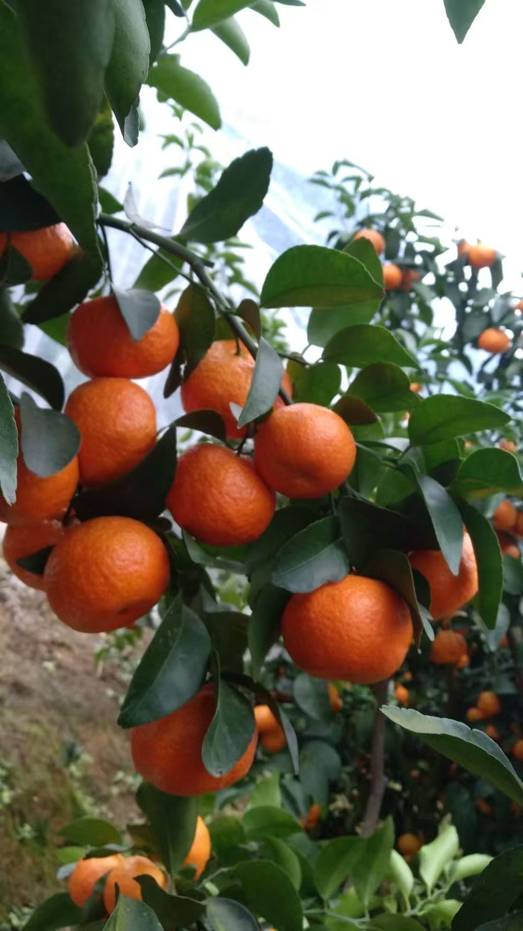 新航果树