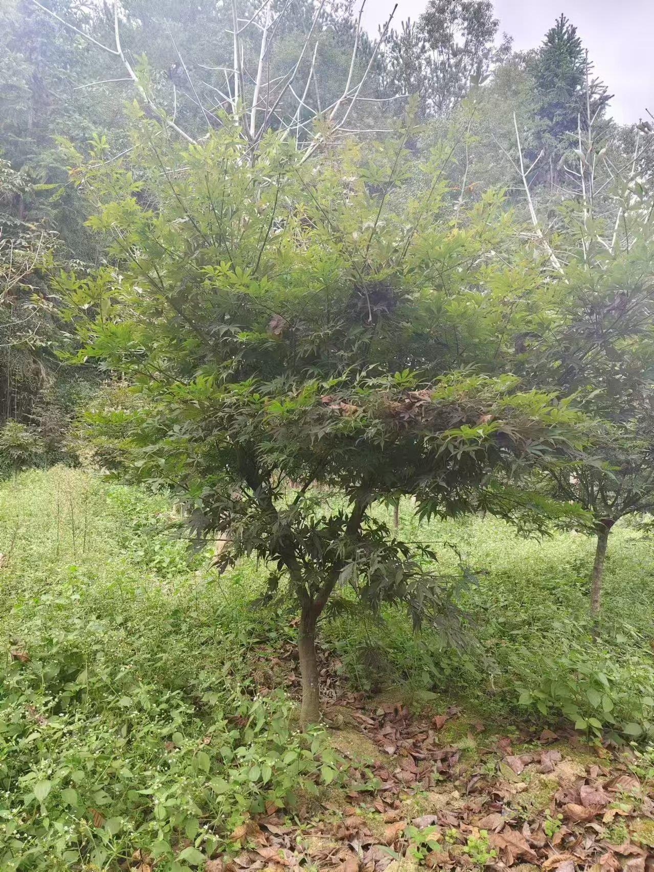 新航娱乐 06e52