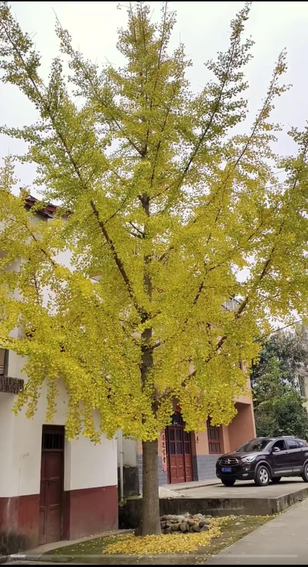 绿植