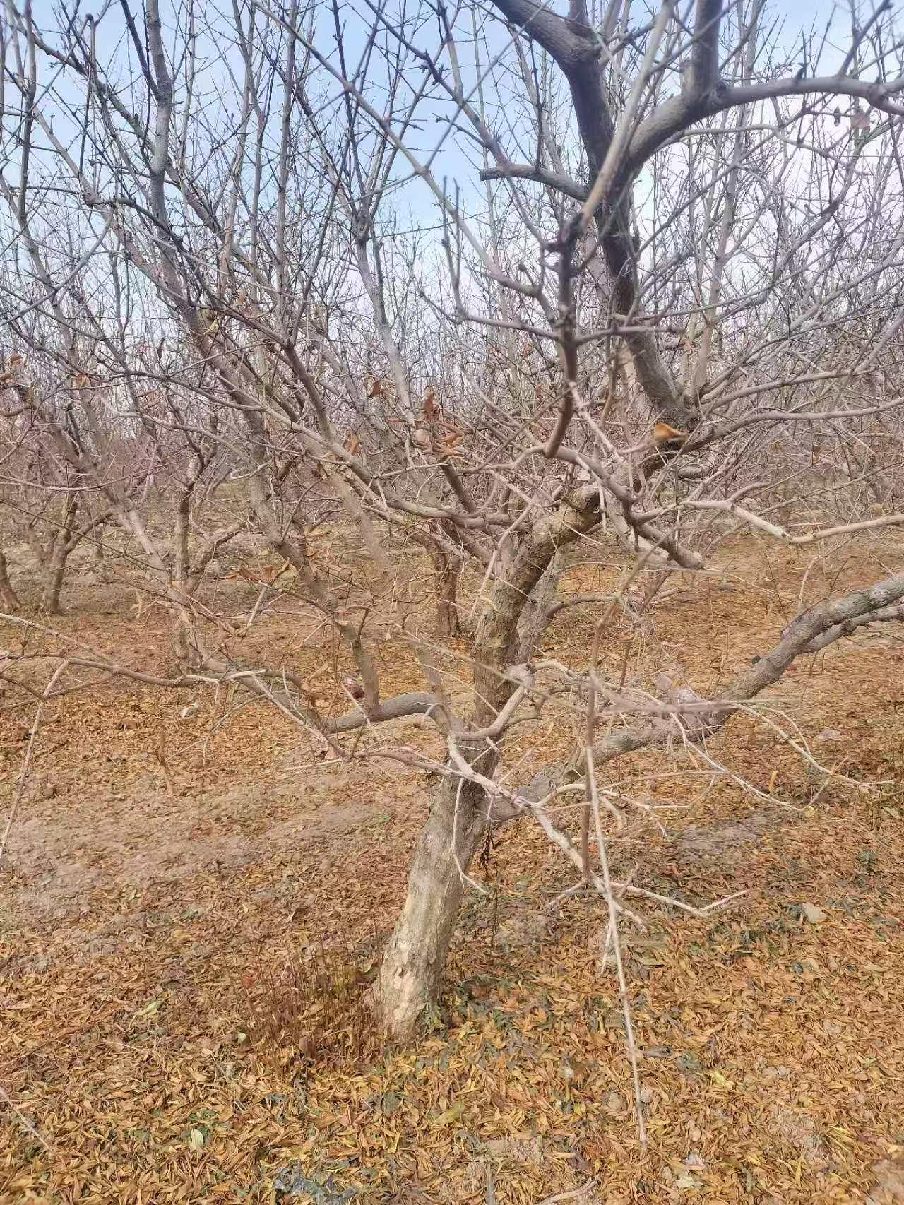 绿植
