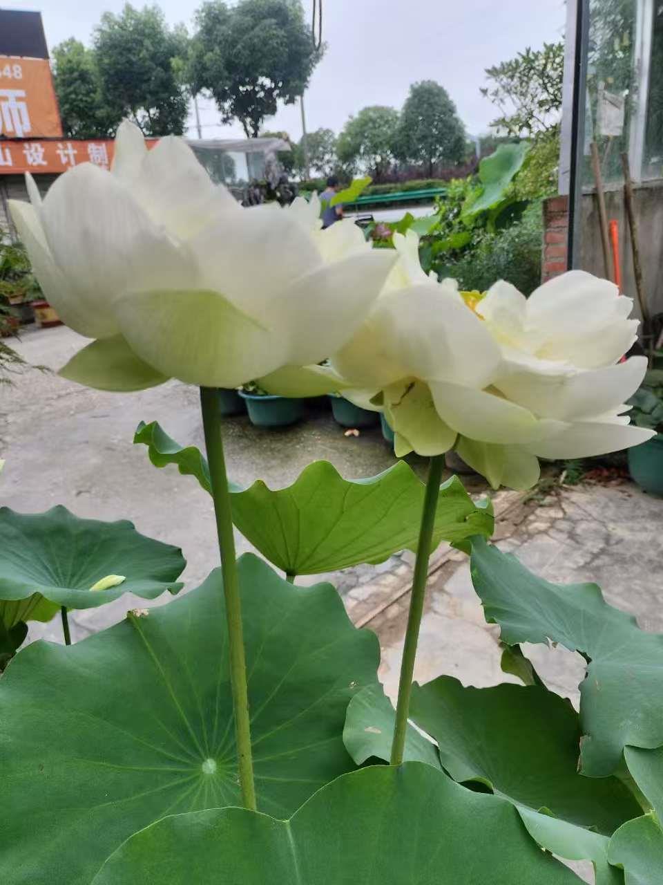 荷花