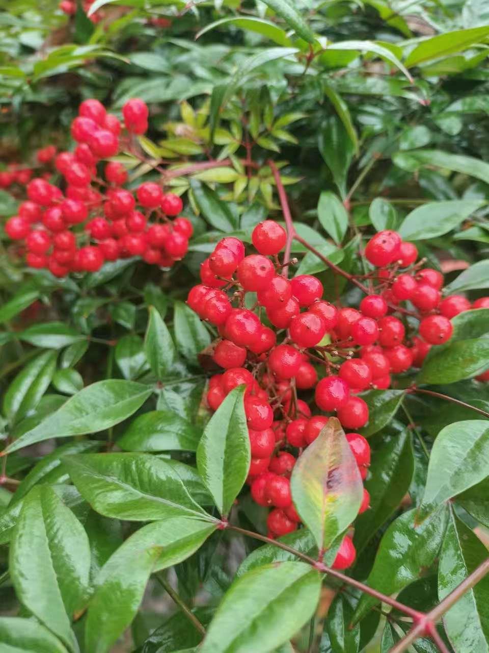 新航果树