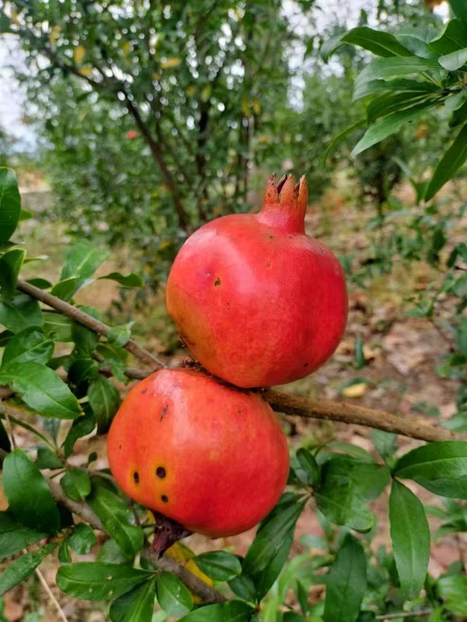 新航果树