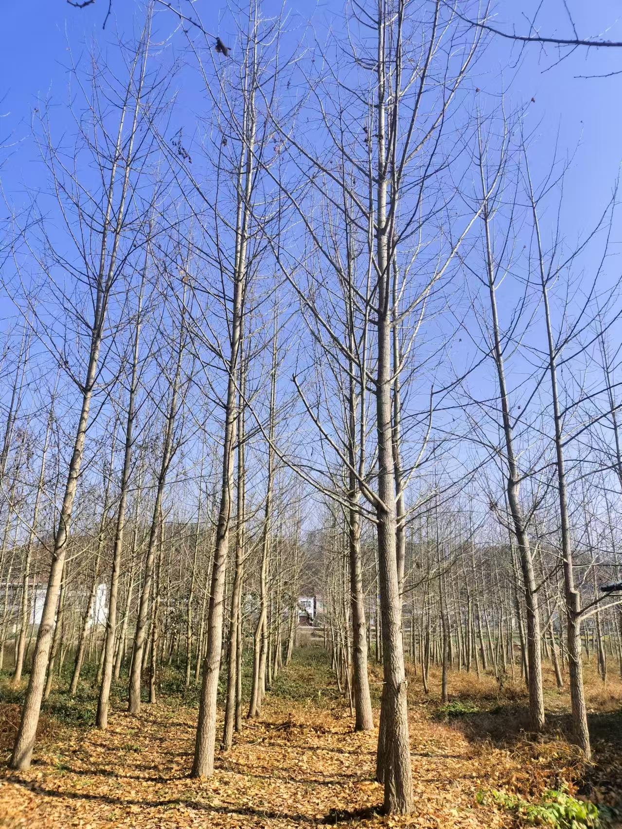 绿植