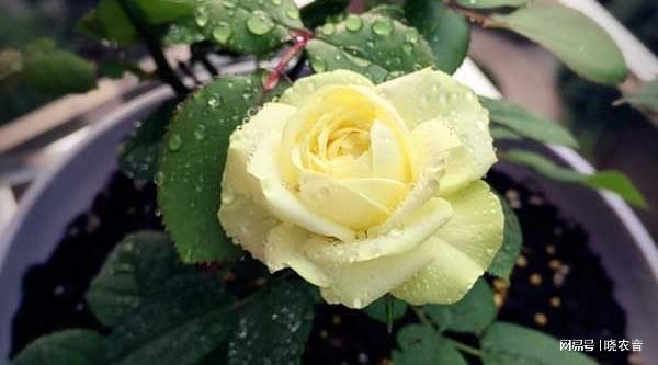 新手入坑新航花卉种植，要准备什么？