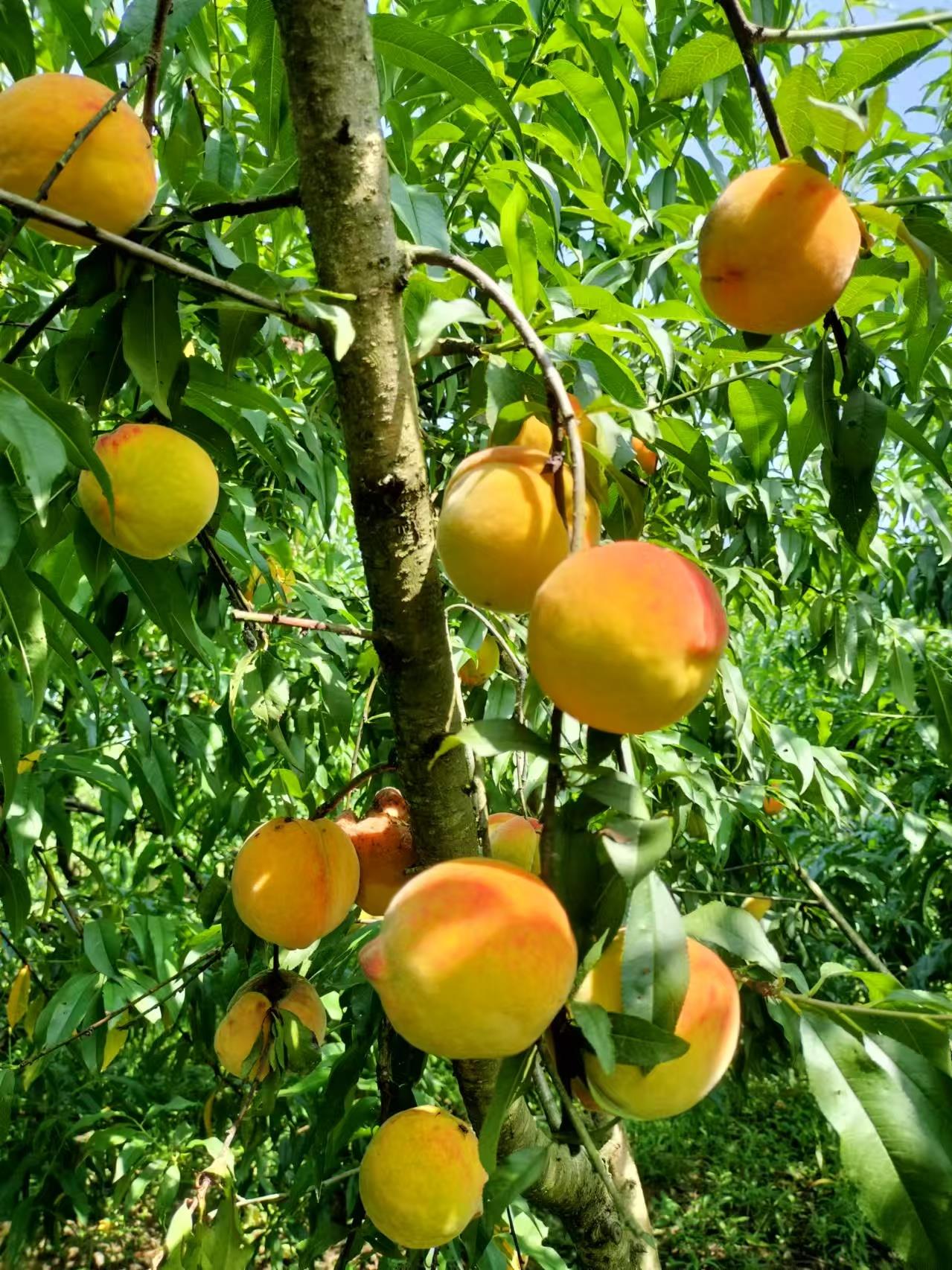 新航果树