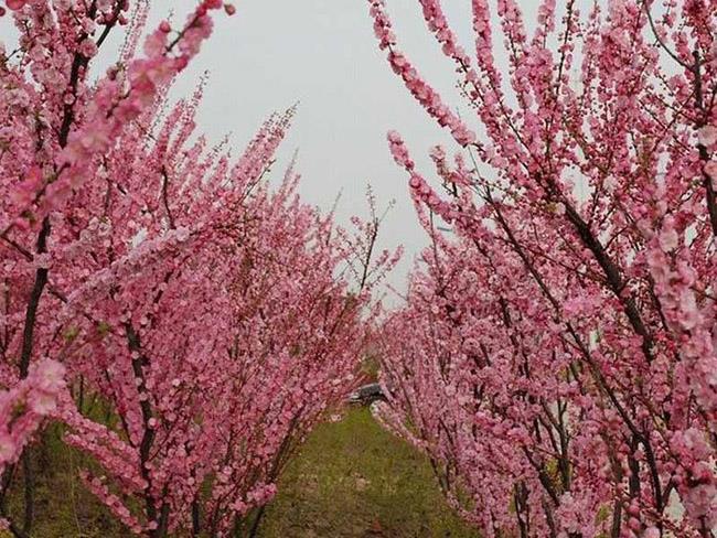 榆叶梅3.jpeg