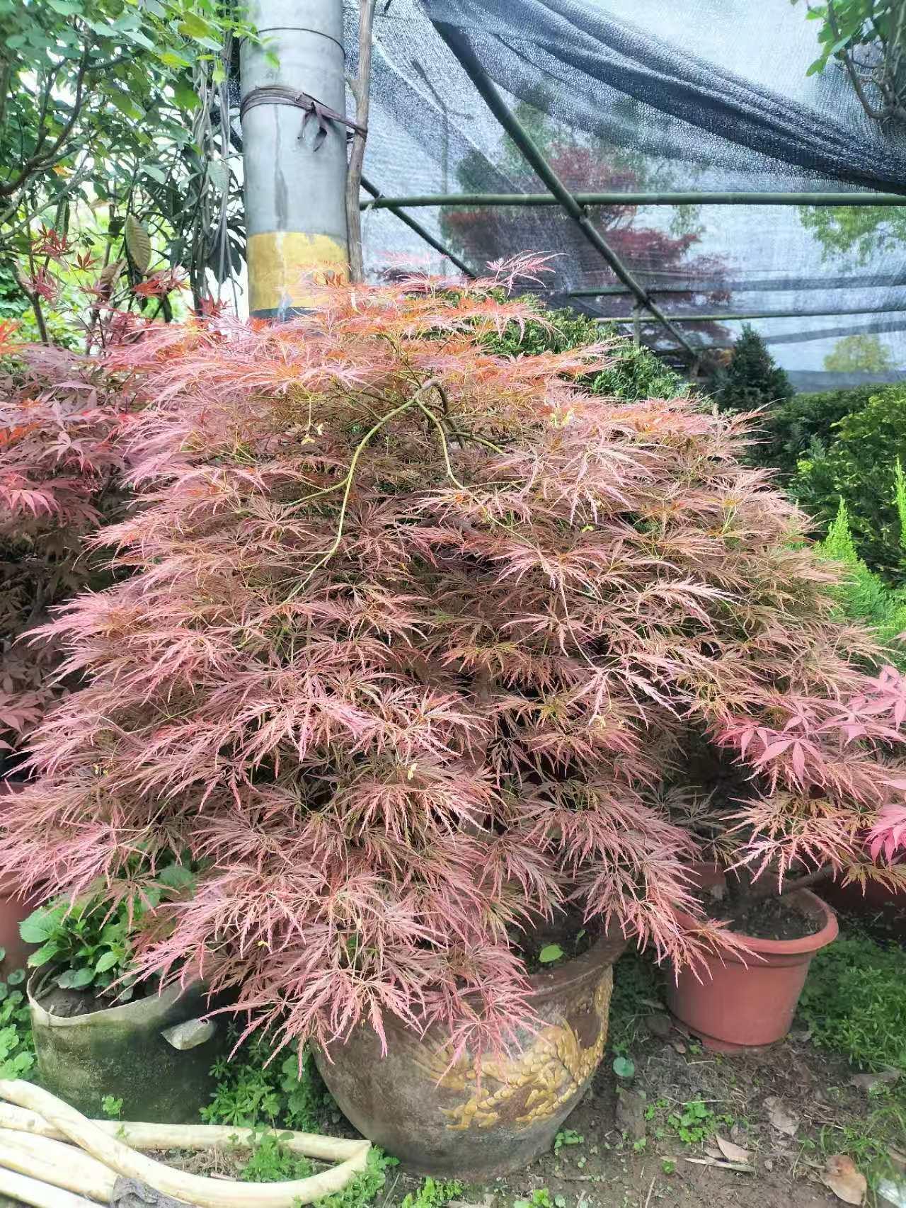 新航娱乐 1ec08