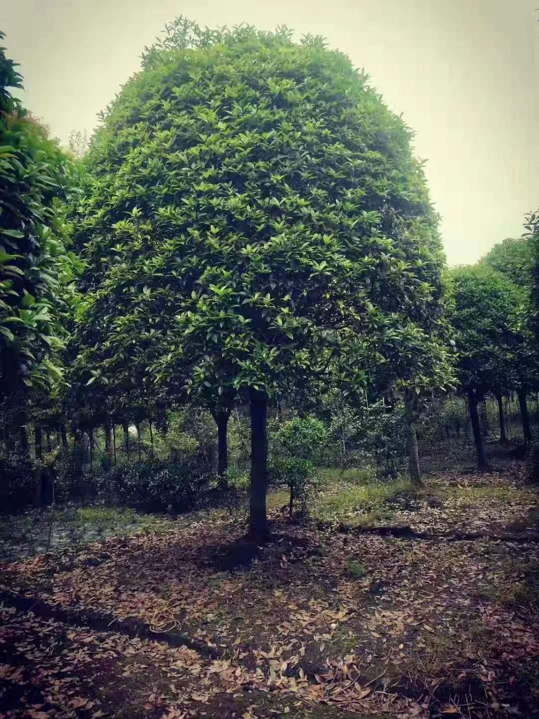 绿植