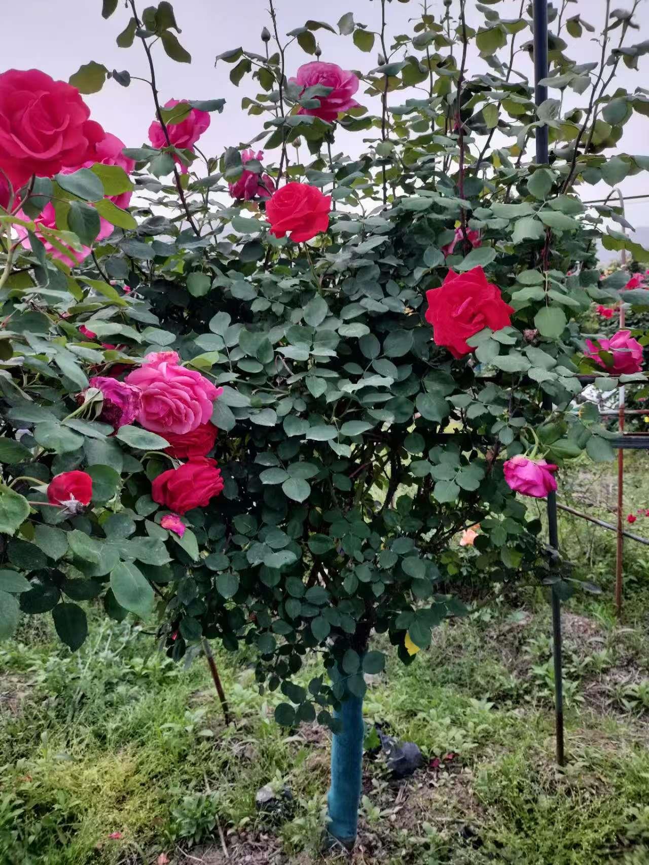 新航娱乐 912f5